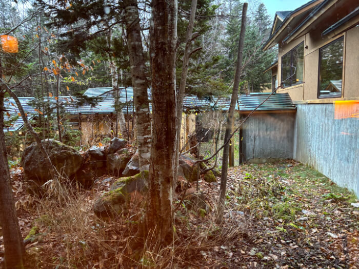 洋室ツインからの眺望。11月頃に撮影したもの。雪はなく、木が生い茂っている。地面には枯れ葉が落ちている。